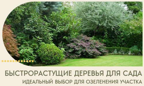 Быстрорастущие деревья для сада идеальный выбор в Грозном