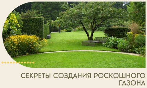 Секреты создания роскошного газона в Грозном